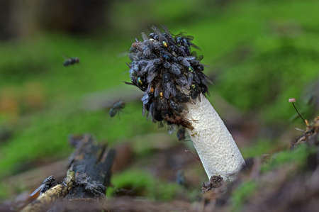 Wild autumn forest mushroom close up macroの写真素材