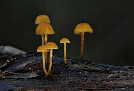 Wild autumn forest mushroom close up macroの写真素材