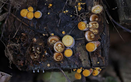 Wild autumn forest mushroom close up macroの写真素材