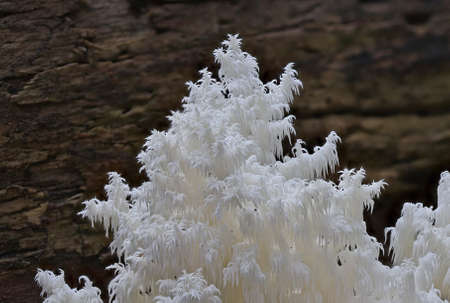 Wild autumn forest mushroom close up macroの写真素材