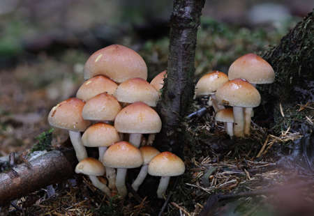 Wild autumn forest mushroom close up macroの写真素材