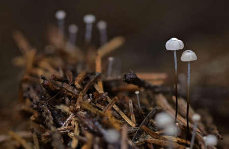 Wild autumn forest mushroom close up macroの写真素材