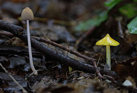 Wild autumn forest mushroom close up macro