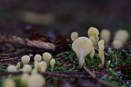 Wild autumn forest mushroom close up macro
