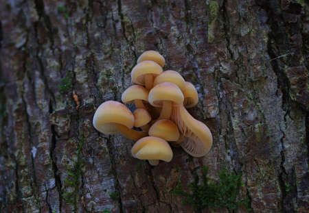Flammulina velutipes is known winter edible fungus.
