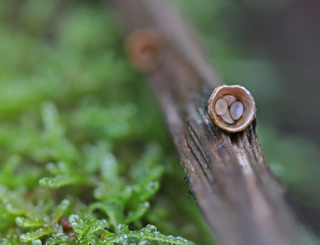 Wild forest mushrooms close up macro shootの写真素材