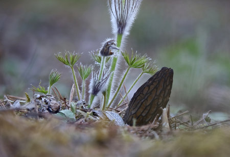 Edible spring lovely mushroom Morchella Conica Morel