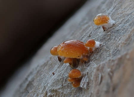 Cold november day ice frosted tiny mushroomsの写真素材