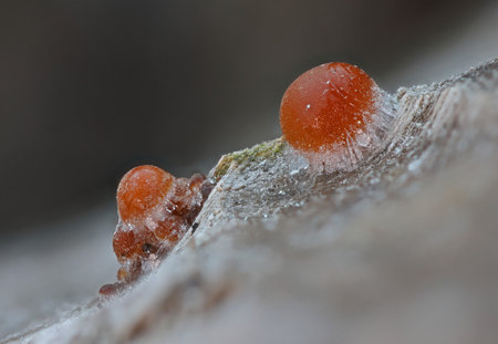 Cold november day ice frosted tiny mushroomsの写真素材