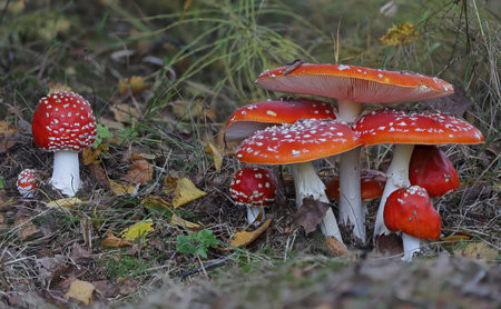Wild forest mushrooms close up macro photographyの写真素材