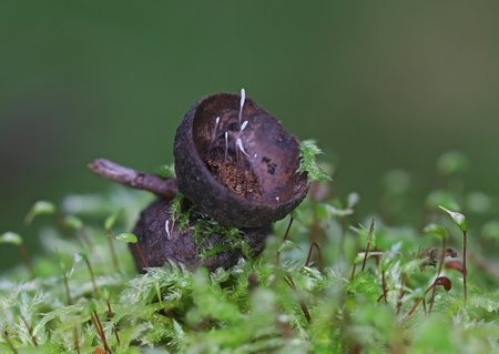 Wild forest mushrooms close up macro photographyの写真素材