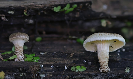 Tiny mushrooms closeup photographyの写真素材