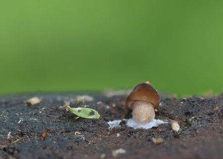 Tiny mushroom macro closeup photographyの写真素材