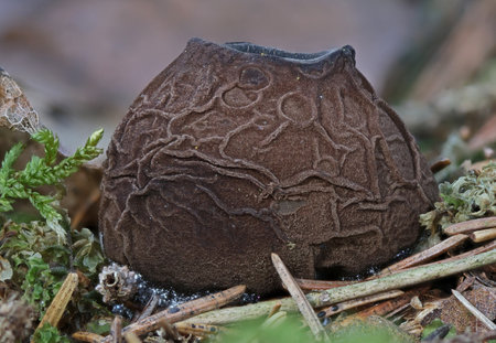 Sarcosoma globosum, or witches cauldron, is a rare, endangered species of fungus in the family...