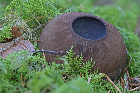 Sarcosoma globosum, or witches cauldron, is a rare, endangered species of fungus in the family...