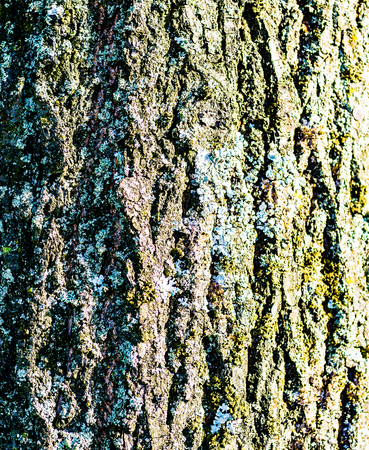 tree bark texture background colour with lichen