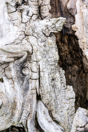 wood texture backgroundの写真素材