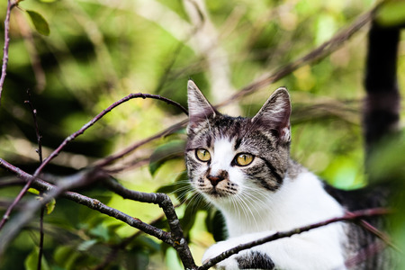 cat is hanging on the tree and hunting in summer outdoorsの写真素材