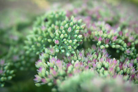 Sedum spectabile Iceberg plant - macro photo of a flowerの写真素材