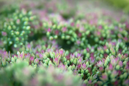 Sedum spectabile Iceberg plant - macro photo of a flowerの写真素材