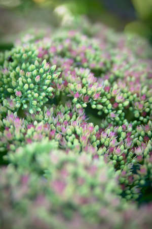 Sedum spectabile Iceberg plant - macro photo of a flowerの写真素材