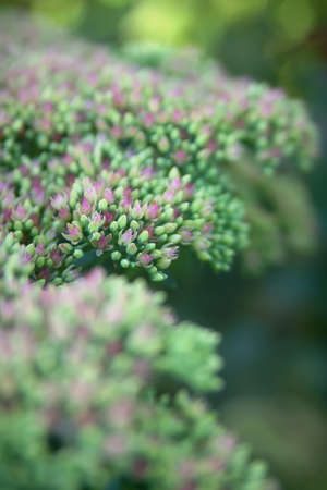 Sedum spectabile Iceberg plant - macro photo of a flowerの写真素材