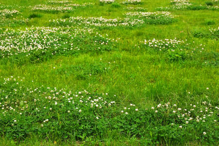 Green grass field texture with clover flowers.の写真素材