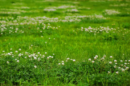 Green grass field texture with clover flowers.の写真素材