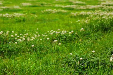 Green grass field texture with clover flowers.の写真素材