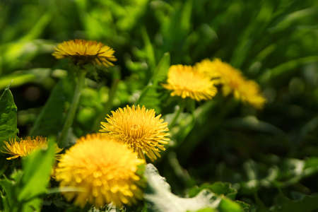 Close up of blooming yellow dandelion flowersの写真素材