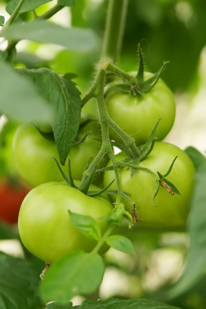 Ripe organic tomatoesの写真素材