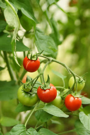 Ripe organic tomatoesの写真素材