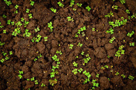 First young sprouts on damp earthの写真素材