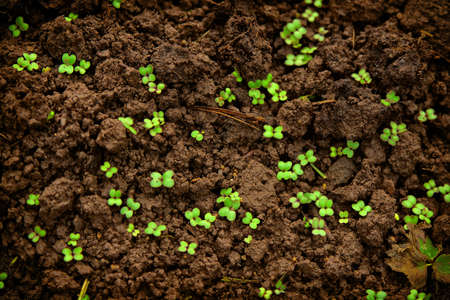 First young sprouts on damp earthの写真素材
