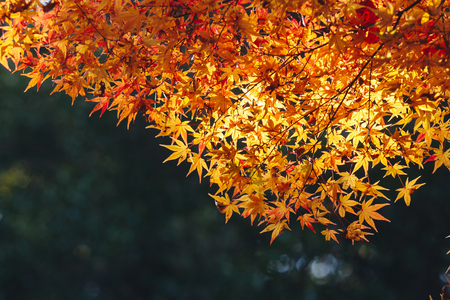 Arashiyama is a district on the western outskirts of Kyoto, Japan. It also refers to the mountain across the Oi River, which forms a backdrop to the district. Arashiyama is a nationally designated Historic Site and Place of Scenic Beauty.の写真素材