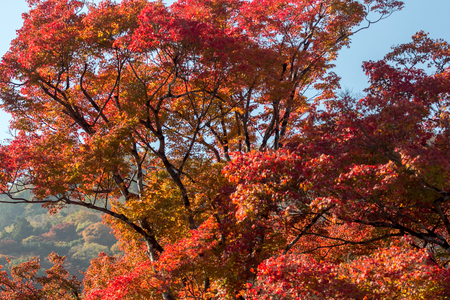Autumn season mid-November at famous temple in Japanの写真素材