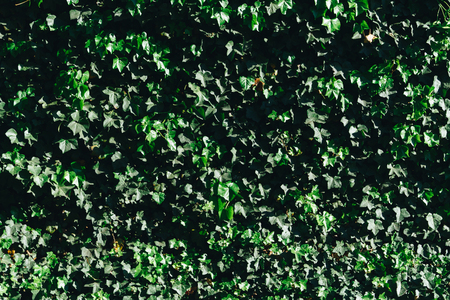 Green grass textured detail background artの写真素材