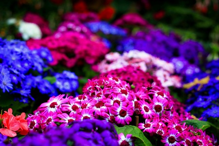 Flowersの素材