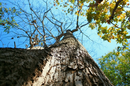 Beautiful of nature in forest
