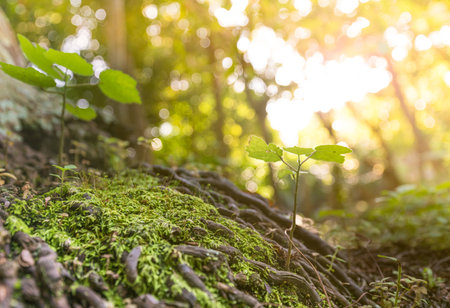 Close up of small plants growing on tree root in tropical forest in Vietnamの写真素材