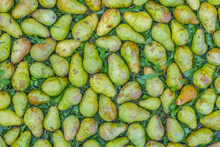 Green pears on the grass