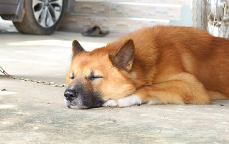 Dog sleeping on the floorの写真素材