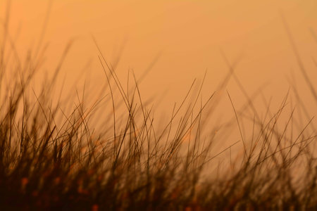 sunset grass