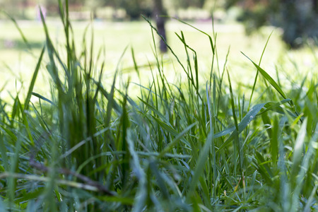 Green grass with blurred backgroundの写真素材
