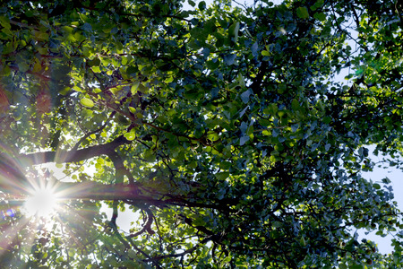 A ray of the sun through the leaves of a treeの写真素材