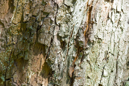Texture of old tree barkの写真素材