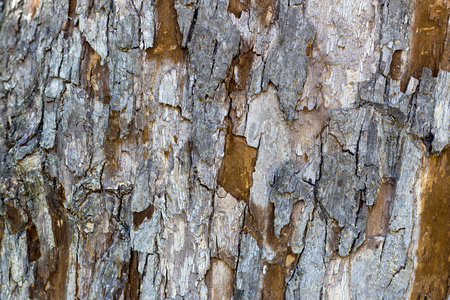 Texture of the bark of a treeの写真素材
