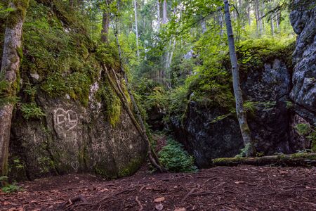 The wild and romantic magic forest near Ramsau near Berchtesgaden