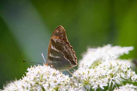 Beautiful summer butterflies on flowers and leaves in Germany