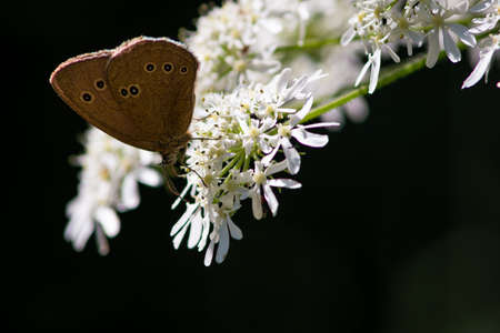Beautiful summer butterflies on flowers and leaves in Germany